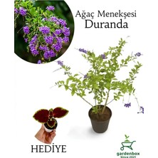 Garden Box Duranda Ağaç Menekşesi Çiçeği 1 Adet Saksılı 30-60CM+YAPRAK Güzeli