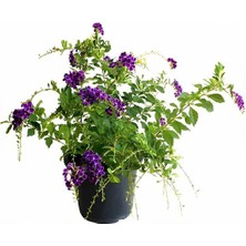 Garden Box Duranda Mor Ağaç Menekşesi 1 Adet Saksılı 30-60CM (Duranta Erecta)