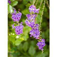 Garden Box Duranda Mor Ağaç Menekşesi 1 Adet Saksılı 30-60CM (Purple Duranta Erecta)