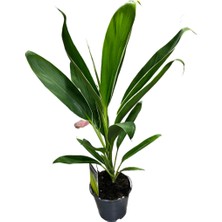 Betonish Cordyline 'Conga' (Kordilin Çiçeği)