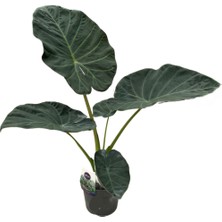 Betonish Alocasia 'Regal Shield' (Fil Kulağı)