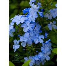 Garden Box Mavi Sarılıcı Yasemin Çiçeği Saksılı 1 Adet 30-60CM