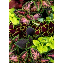 Garden Box Yaprak Güzeli Kolyos Çiçeği Karışık 5 Adet Saksılı 10-15CM