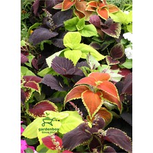Garden Box Nadir Tür Yaprak Güzeli Çiçeği 2 Adet Saksıda Kolyos(Coleus)
