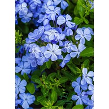 Garden Box Dolgun Top Yasemin Çiçeği Fidanı 1 Adet Saksılı 30-60CM