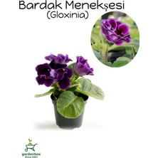 Garden Box Koyu Mor Gloxinia Bardak Menekşesi 1 Adet Saksılı 10-15CM