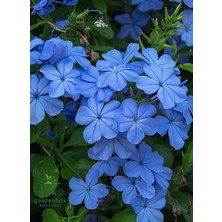 Garden Box Sarmaşık Mavi Çiçekli Yasemin Fidanı 30-60CM (Blue Jasmine)