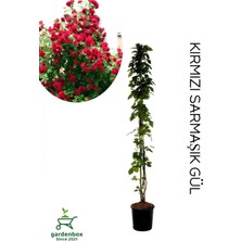 Garden Box Sarmaşık Gül Fidanı Formlu 1 Adet Saksılı/tüplü 50-80CM