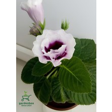 Garden Box Beyaz Bardak Menekşesi 1 Adet Saksılı White Gloxinia