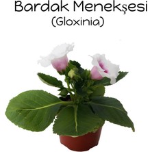 Garden Box Beyaz Ortası Mor Bardak Menkeşsi 1 Adet Saksılı 10-15CM Gloxinia