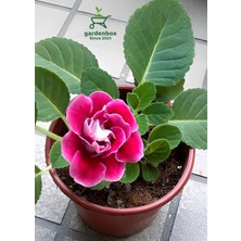 Garden Box Pembe Renk Bardak Menekşesi 1 Adet Saksılı Pink Gloxinia