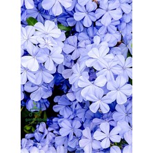 Garden Box Top Mavi Yasemin Çiçeği Fidanı 1 Adet Saksılı 30-60CM