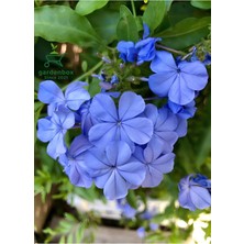 Garden Box Canlı Mavi Yasemin Çiçeği 1 Adet Saksılı 30-60CM Dış Mekan Bitkisi