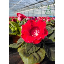 Garden Box Kırmızı Bardak Menekşesi Çiçeği Saksılı Red Gloixina 1 Adet Saksılı