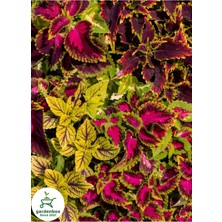 Garden Box Kolyoz Yaprak Güzeli 1 Adet Saksılı 15-25CM Balkon Çiçeği