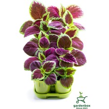 Garden Box Yaprak Güzeli Kolyos Çiçeği 10 Adet Saksılı (Coleus)