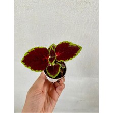 Garden Box Yaprak Güzeli Kolyos Çiçeği 10 Adet Saksılı (Coleus)