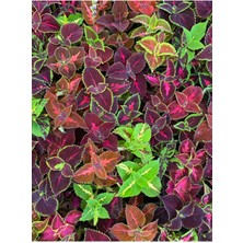 Garden Box Yaprak Güzeli Kolyos Çiçeği 10 Adet Saksılı (Coleus)