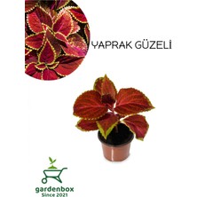 Garden Box Kahverengi Yaprak Güzeli Çiçeği  1 Adet Kolyos (Coleus)