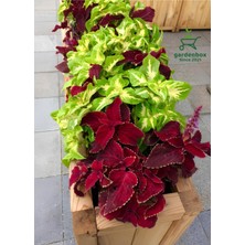 Garden Box Özel Tür Yaprak Güzeli Çiçeği 3 Adet Mini Saksıda Kolyos(Coleus)