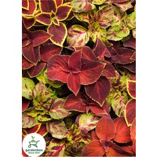 Garden Box Koyu Kahverengi Yaprak Güzeli Çiçeği 1 Adet Saksılı Kolyos