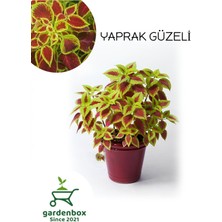 Garden Box Yeşil-Kırmızı Yapraklı Yaprak Güzeli Çiçeği 1 Adet Saksılı (Kolyos)