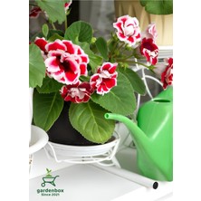 Garden Box Gloxinia Kırmızı-Beyaz Bardak Menekşesi 1 Adet Saksılı 10-15CM Balkon Çiçeği