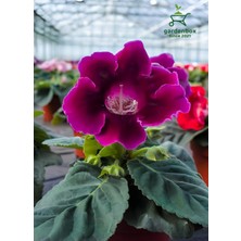 Garden Box Mor Gloxinia Bardak Menekşei 10-15CM