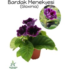 Garden Box Bardak Menekşesi Mor Renk  Saksılı 10-15CM (Purple Gloxinia)