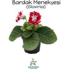 Garden Box Kırmızı Renk Bardak Menekşesi Saksılı Red Gloixina 1 Adet Saksılı