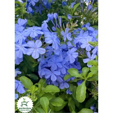 Garden Box Mavi Çiçekli Yasemin Fidanı 30-60CM (Blue Jasmine)
