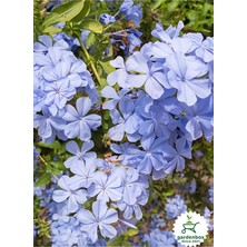 Garden Box Mavi Sarılıcı Yasemin Çiçeği Saksılı 1 Adet 30-60CM (Blue Jasmine)