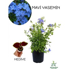 Garden Box Formlu Mavi Yasemin Çiçeği 1 Adet  30-60CM(PLUMBAGO)+YAPRAK Güzeli Çiçeği