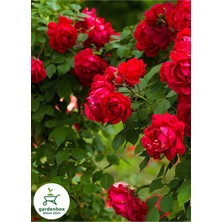 Garden Box Kırmızı Sarmaşık Gül 1 Adet Saksılı/tüplü  50-80CM (Red Rose)