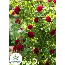 Garden Box Sarmaşık Kırmızı Gül Fidanı 1 Adet Saksılı/tüplü 50-80CM (Red Rose) Bahçe Bitki