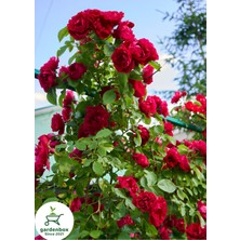 Garden Box Kırmızı Sarmaşık Gül Fidanı Saksılı Tüplü 60-80CM