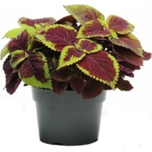 Garden Box Özel Tür Yaprak Güzeli Çiçeği 3 Adet Saksıda Kolyos(Coleus)