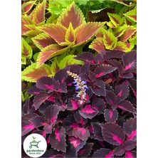 Garden Box Yaprak Güzeli Çiçeği Bordo Renk  1 Adet Saksılı 10-20CM (Coleus)