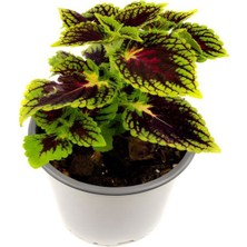 Garden Box Yeşil  Yaprak Güzeli Çiçeği 1 Adet Saksılı Kolyos (Coleus)