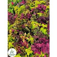 Garden Box Yeşil  Yaprak Güzeli Çiçeği 1 Adet Saksılı Kolyos (Coleus)