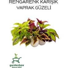 Garden Box Nadir Tür Yaprak Güzeli Çiçeği 10 Adet Kolyos  (Coleus)