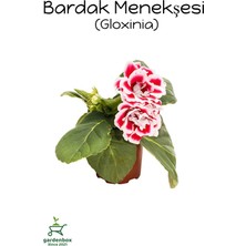 Garden Box Kırmızı-Beyaz Renk Bardak Menekşesi 1 Adet Saksılı 10-15CM Balkon Çiçeği