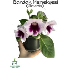 Garden Box Beyaz Ortası Mor Bardak Menkeşsi 1 Adet Saksılı Gloxinia