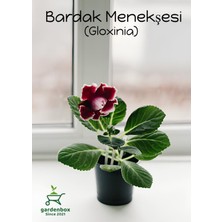 Garden Box Gloxinia Kırmızı-Beyaz Bardak Menekşesi 1 Adet Saksılı 10-15CM