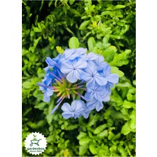 Garden Box Mavi Yasemin Çiçeği Fidanı 1 Adet Saksılı 30-60CM Sarmaşık Bitki