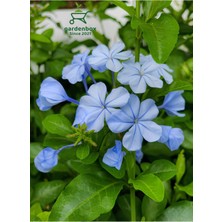 Garden Box Mavi Yasemin Çiçeği Fidanı 1 Adet Saksılı 30-60CM Sarmaşık Bitki(Plumbago)