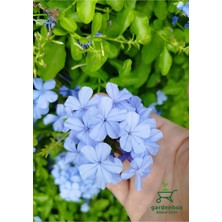 Garden Box Mavi Yasemin Sarmaşığı 1 Adet Saksılı 30-60CM Bahçe Bitkisi