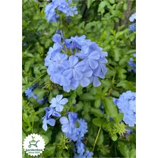 Garden Box Dolgun Top Mavi Yasemin Çiçeği Fidanı 1 Adet Saksılı 30-60CM