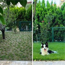 Bahçem Elit Zoysia Çim Fidesi 10.5 M2 Için 168 Adet 84'lük viol