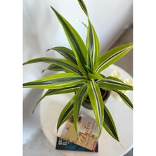 AGAPI Dracaena Reflexa&song Of Indıa & Lemon Lime Ofis Iç Mekan Bitkisi